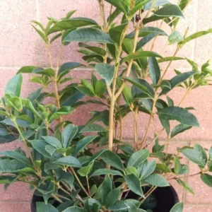 Sweet Olive Osmanthus Fragrans Live Plant Fragrant Tea Olive 3 Gallon Pot