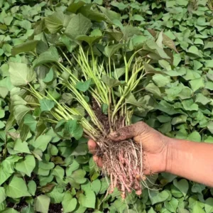 Sweet Potato Mix - 10 Sweet Potato Slips Plants - Non GMO Mixed Variety