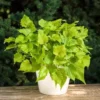 Sweet Potato Vine Plant Live Green for Outdoor Planting 4 Inch Pot