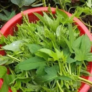 Sweet Potato Vine Plant Live Green for Outdoor Planting 4 Inch Pot