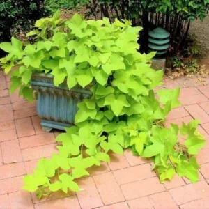 Sweet Potato Vine Plant Live Green for Outdoor Planting 4 Inch Pot