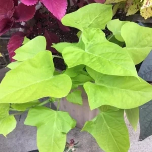 Sweet Potato Vine Plant Live Green for Outdoor Planting 4 Inch Pot