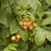 Sweet Raspberry Plant Potted Fruit Tree 6-12" Tall