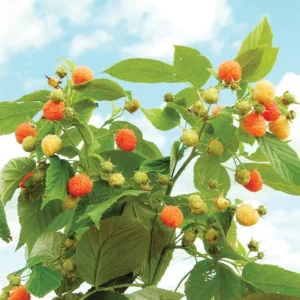 Sweet Raspberry Plant Potted Fruit Tree 6-12