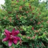 Sweet Shrub Carolina Allspice Plant - 6-12 Inch Tall - 4" Pot - Flowering Shrub