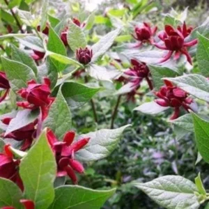 Sweet Shrub Carolina Allspice Plant - 6-12 Inch Tall - 4" Pot - Flowering Shrub