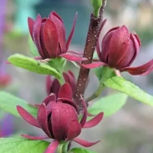 Sweet Shrub Carolina Allspice Plant - 6-12 Inch Tall - 4