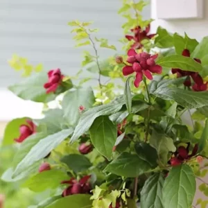 Sweet Shrub Carolina Allspice Plant - 6-12 Inch Tall - 4