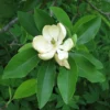 Sweetbay Magnolia Plant - Gallon Pot - Laurel Magnolia, Swamp Magnolia Tree