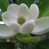 Sweetbay Magnolia Tree - 6-12 Inch Plant in Qt Pot