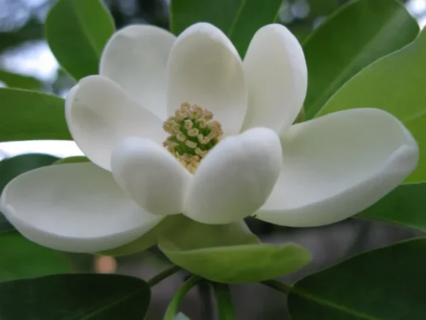 Sweetbay Magnolia Tree - 6-12 Inch Plant in Qt Pot