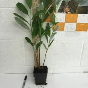 Sweetbay Magnolia Tree - 6-12 Inch Plant in Qt Pot