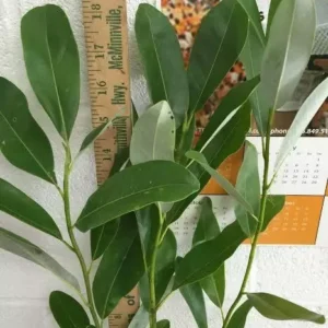 Sweetbay Magnolia Tree - 6-12 Inch Plant in Qt Pot