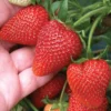 Sweetest June Bearing Red Strawberry Plants Bare Roots