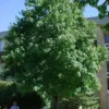 Sweetgum Tree Liquidambar Styraciflua Plant - 6-12 Inch - Qt Pot - Shade Ornamental