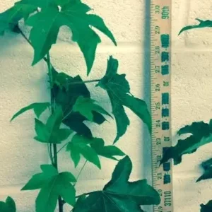 Sweetgum Tree Liquidambar Styraciflua Plant - 6-12 Inch - Qt Pot - Shade Ornamental