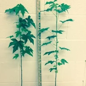 Sweetgum Tree Liquidambar Styraciflua Plant - 6-12 Inch - Qt Pot - Shade Ornamental