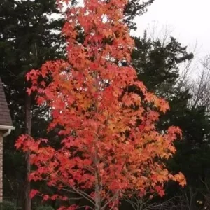 Sweetgum Tree Liquidambar Styraciflua Plant - 6-12 Inch - Qt Pot - Shade Ornamental