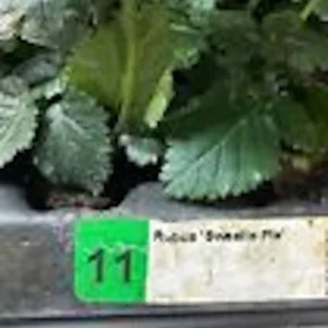 Sweetie Pie Blackberry Plant Starter - Bare Root Perennial Rubus Fruit