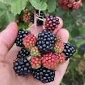 Sweetie Pie Blackberry Plant Starter - Bare Root Perennial Rubus Fruit