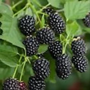 Sweetie Pie Blackberry Plant Starter - Bare Root Perennial Rubus Fruit