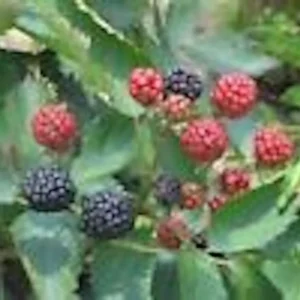 Sweetie Pie Blackberry Plant Starter - Bare Root Perennial Rubus Fruit