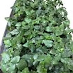 Sweetie Pie Blackberry Plant Starter - Bare Root Perennial Rubus Fruit