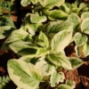 Symphytum Grandiflorum 'Goldsmith' Comfrey Groundcover 5.25" Potted Plant