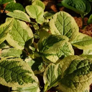 Symphytum Grandiflorum 'Goldsmith' Comfrey Groundcover 5.25