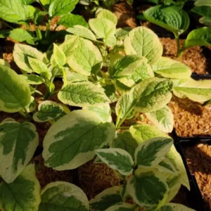 Symphytum Grandiflorum 'Goldsmith' Comfrey Groundcover 5.25