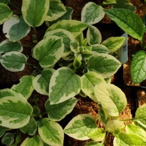Symphytum Grandiflorum 'Goldsmith' Comfrey Groundcover 5.25