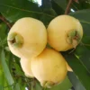 Syzygium Jambos Rose Apple Tree - Tropical Fruit Tree - Pink Flowers