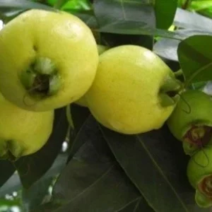 Syzygium Jambos Rose Apple Tree - Tropical Fruit Tree - Pink Flowers