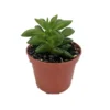 Taco Leaf Peperomia Plant - 2.5 Inch Pot - Easy Succulent Houseplant