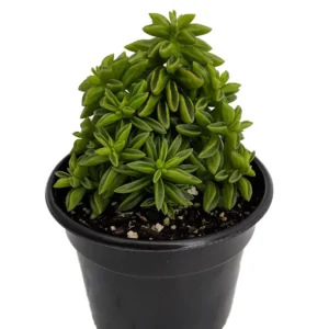 Taco Leaf Peperomia Plant - 2.5 Inch Pot - Easy Succulent Houseplant