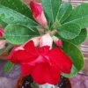 Taiwan Adenium Obesum Desert Rose Live Plant - Red Flowering Succulent - 15 to 20 in