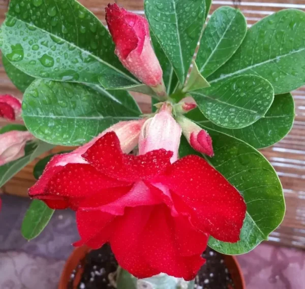 Taiwan Adenium Obesum Desert Rose Live Plant - Red Flowering Succulent - 15 to 20 in
