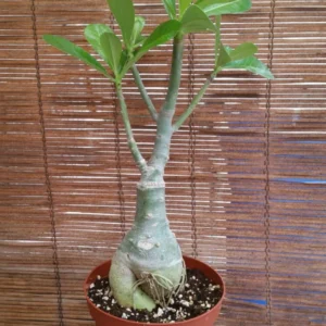 Taiwan Adenium Obesum Desert Rose Live Plant - Red Flowering Succulent - 15 to 20 in