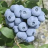 Talisman Blueberry Plant - Edible Fruit - 5.25" Pot - Perennial Big Berries