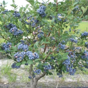 Talisman Blueberry Plant - Edible Fruit - 5.25" Pot - Perennial Big Berries