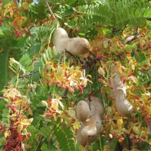 Tamarind Tree - Tropical Fruit Plant - 1 Gallon Pot - 2-3 ft Tall