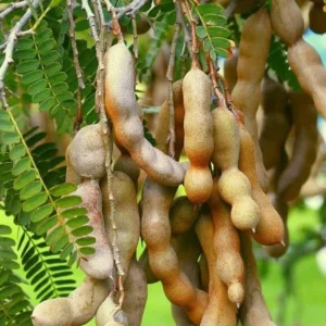 Tamarind Tree - Tropical Fruit Plant - 1 Gallon Pot - 2-3 ft Tall