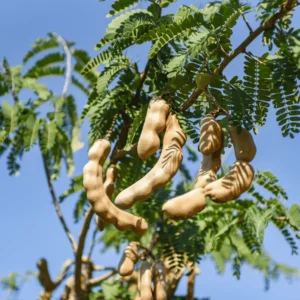 Tamarind Tree - Tropical Fruit Plant - 1 Gallon Pot - 2-3 ft Tall