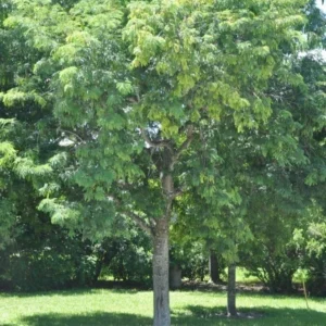 Tamarind Tree - Tropical Fruit Plant - 1 Gallon Pot - 2-3 ft Tall