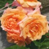 Tangerine Skies Climbing Rose Live Starter Plant - Orange Re-bloomer Vine