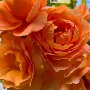 Tangerine Skies Climbing Rose Live Starter Plant - Orange Re-bloomer Vine