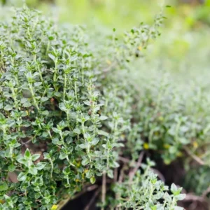 Teucrium Chamaedrys Germander Live Plant - 3.25