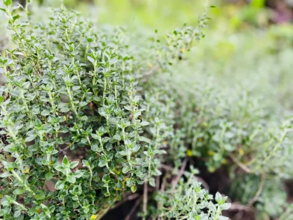 Teucrium Chamaedrys Germander Live Plant - 3.25" Pot - Evergreen Shrub