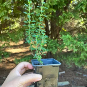 Teucrium Chamaedrys Germander Live Plant - 3.25