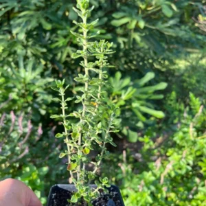 Teucrium Chamaedrys Germander Live Plant - 3.25